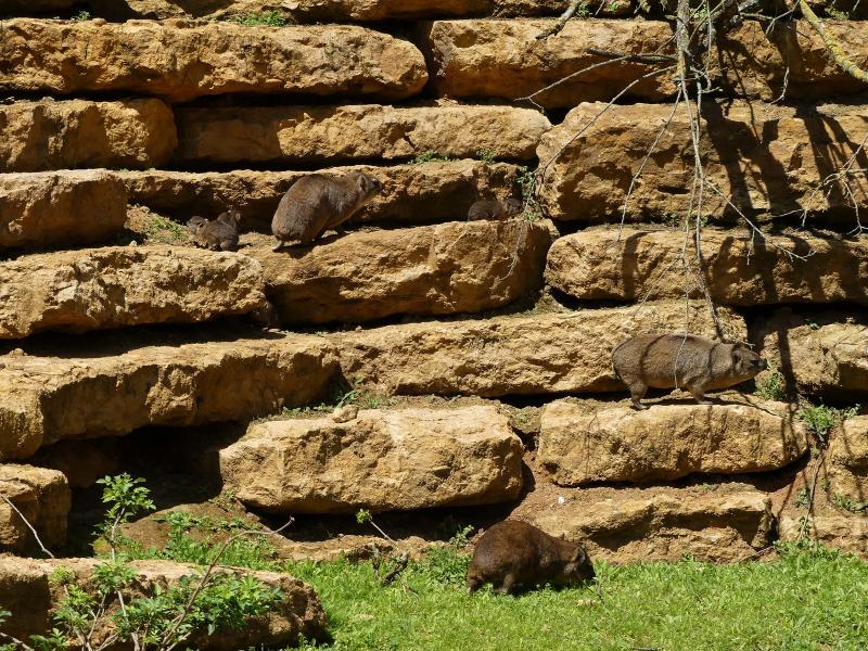 Daman des rochers - 2023