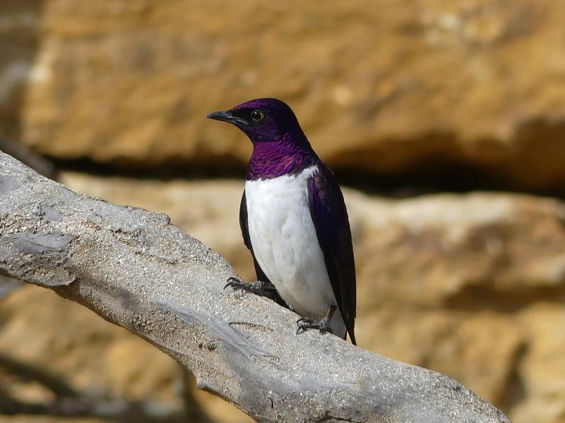 Etourneau améthyste - 2023