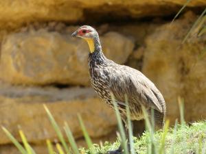 Francolin à gorge jaune