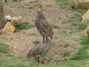 Francolin à gorge jaune