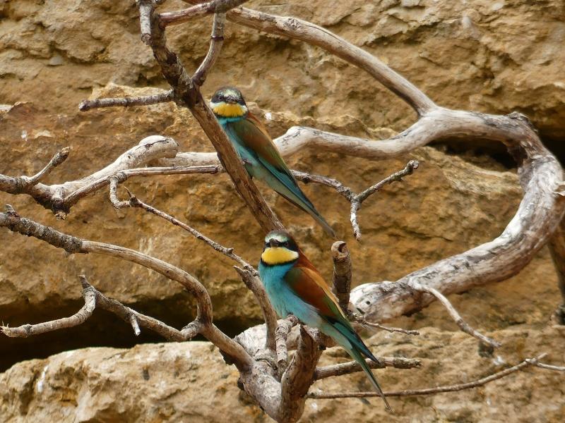 Guépier d'Europe - 2023