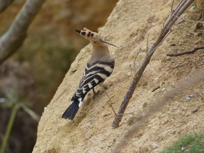 Huppe fasciée - 2023