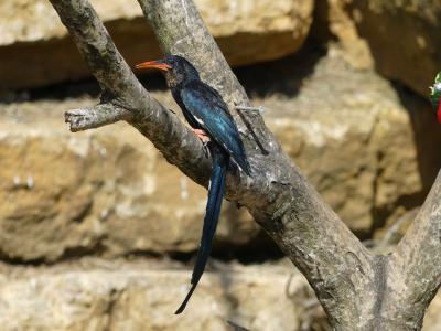 Irrisor moqueur - 2023