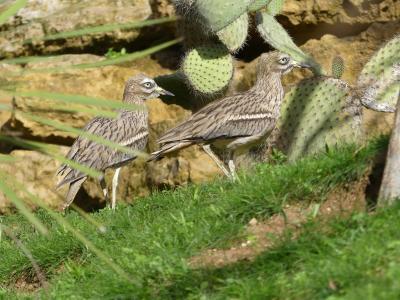 Œdicnème criard - 2023