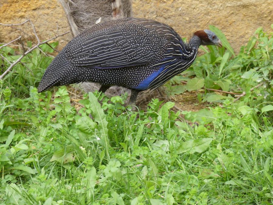 Pintade vulturine