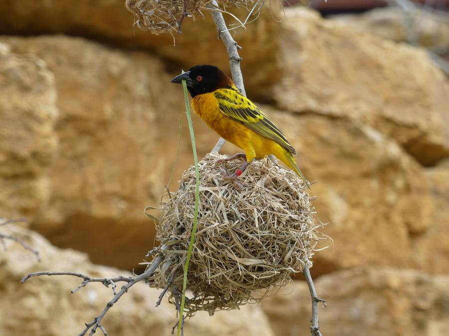 Tisserin gendarme