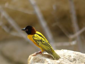 Tisserin gendarme