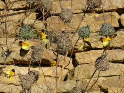 Tisserin gendarme - 2023