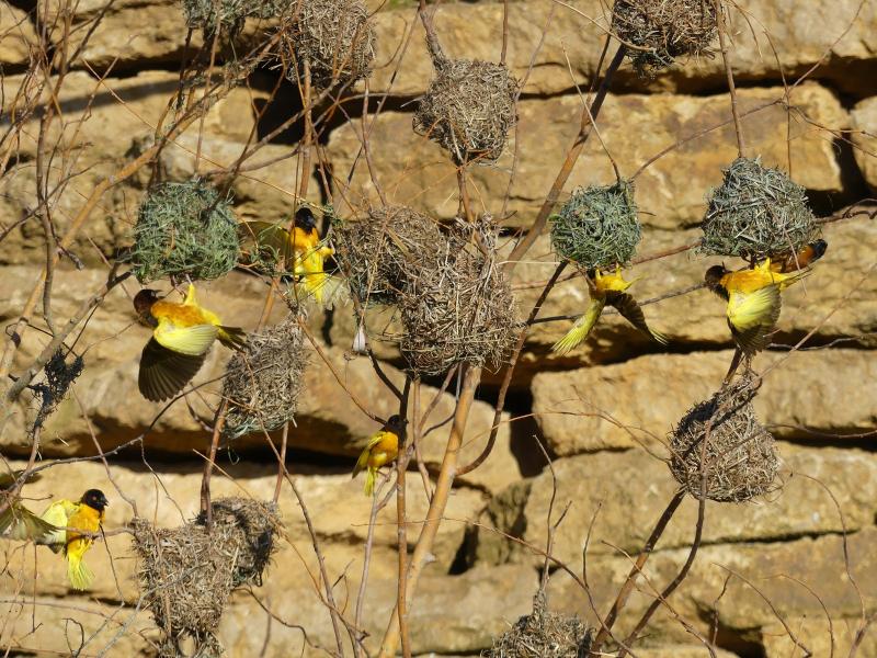 Tisserin gendarme - 2023