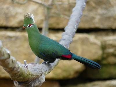 Touraco de Livingstone - 2023