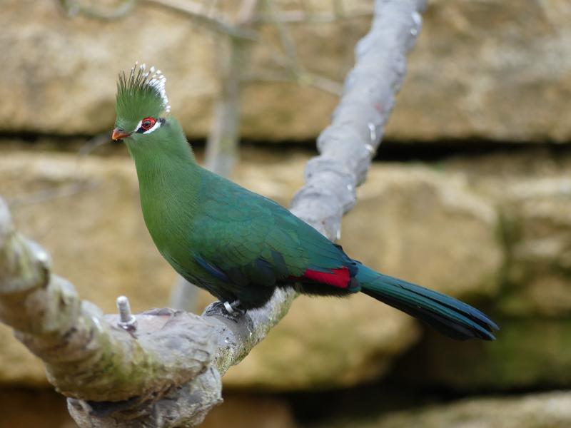 Touraco de Livingstone - 2023