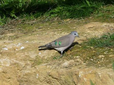 Tourterelle émeraudine - 2023