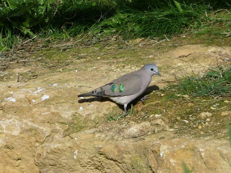 Tourterelle émeraudine - 2023