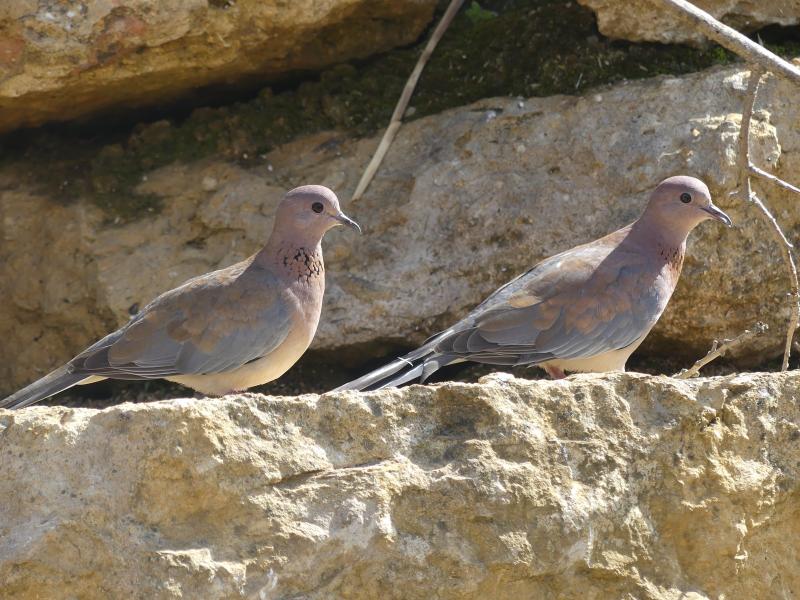 Tourterelle maillée - 2023