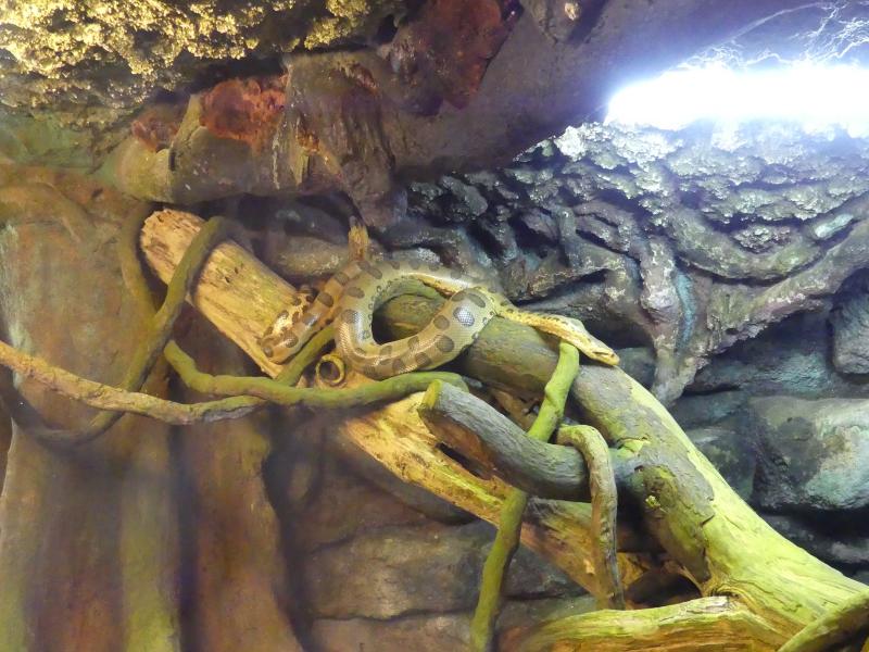 Anaconda vert