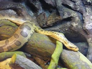 Anaconda vert