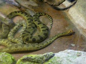 Anaconda vert