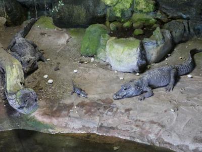 Crocodile à front large - 2023