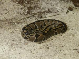 Python royal