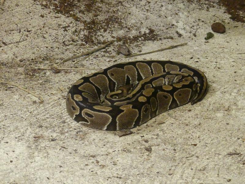 Python royal