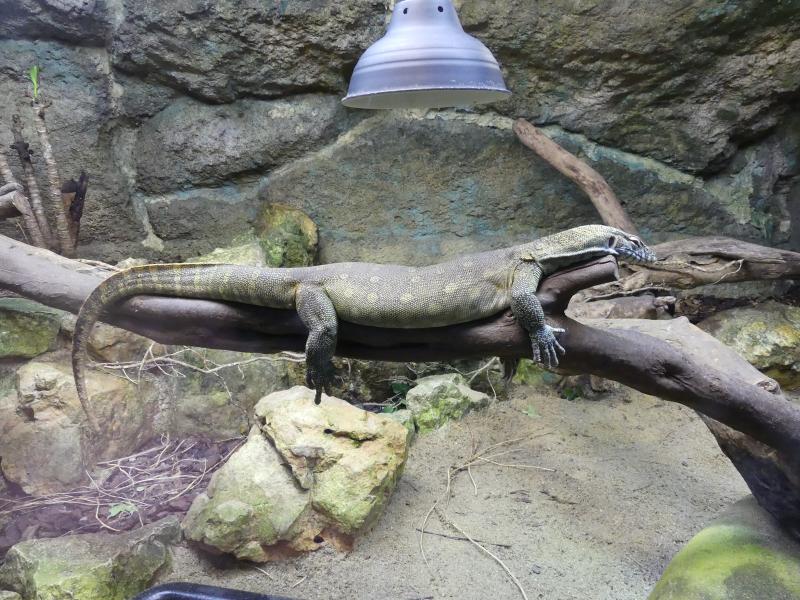 Varan du Nil