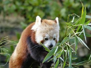 Panda roux