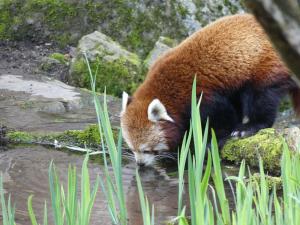 Panda roux
