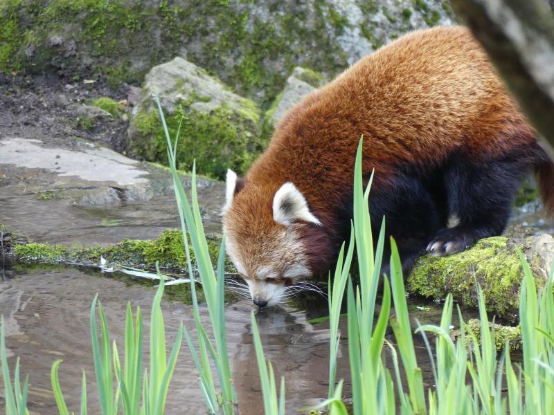 Panda roux