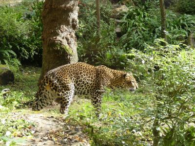 Panthère de Java - 2023