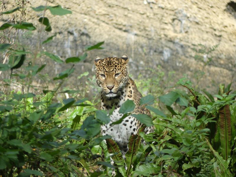 Panthère de Java