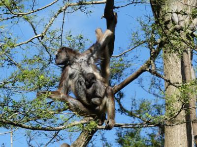 Atèle marimonda - 2023