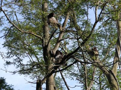 Atèle marimonda - 2023