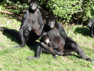Atèle noir de Colombie - 2023