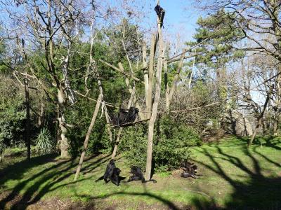 Atèle noir de Colombie - 2023