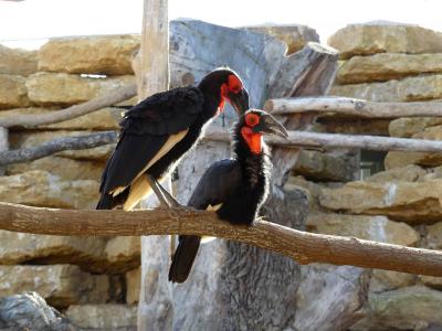 Calao terrestre - 2023