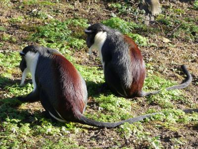 Cercopitheque de Roloway - 2023