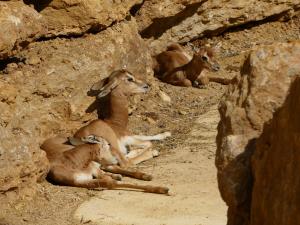 Gazelle de Mhorr
