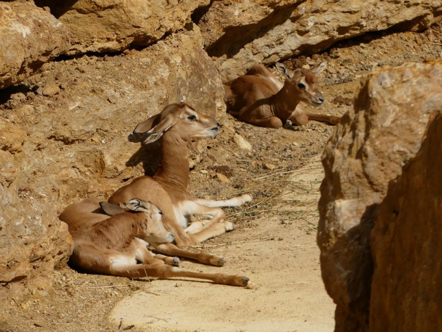 Gazelle de Mhorr