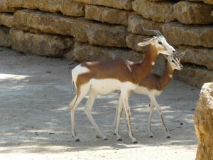 Gazelle de Mhorr