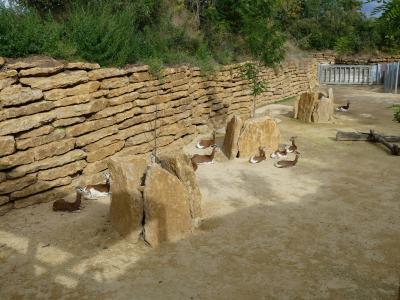 Gazelle de Mhorr - 2023