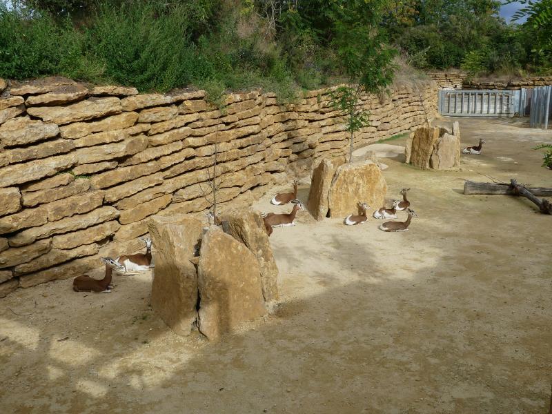 Gazelle de Mhorr - 2023