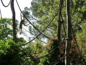 Gibbon à favoris roux