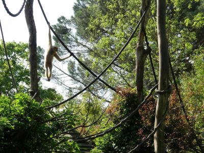 Gibbon à favoris roux - 2023