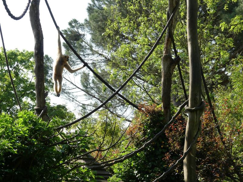 Gibbon à favoris roux