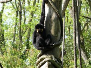 Gibbon à favoris roux