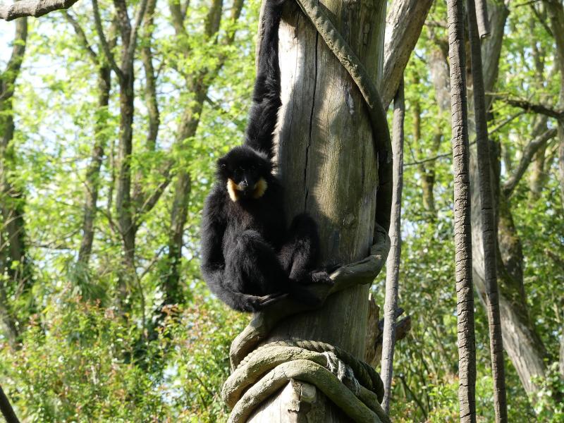 Gibbon à favoris roux