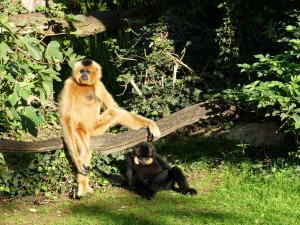 Gibbon à favoris roux