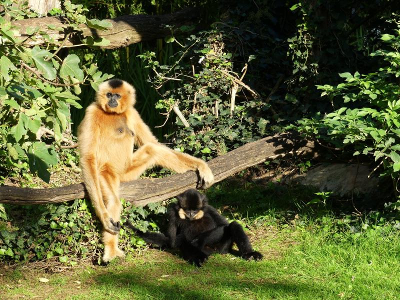 Gibbon à favoris roux