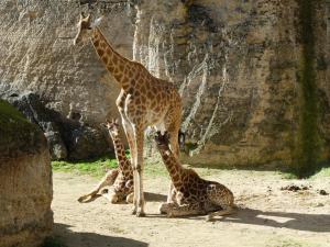 Girafe d'Afrique centrale
