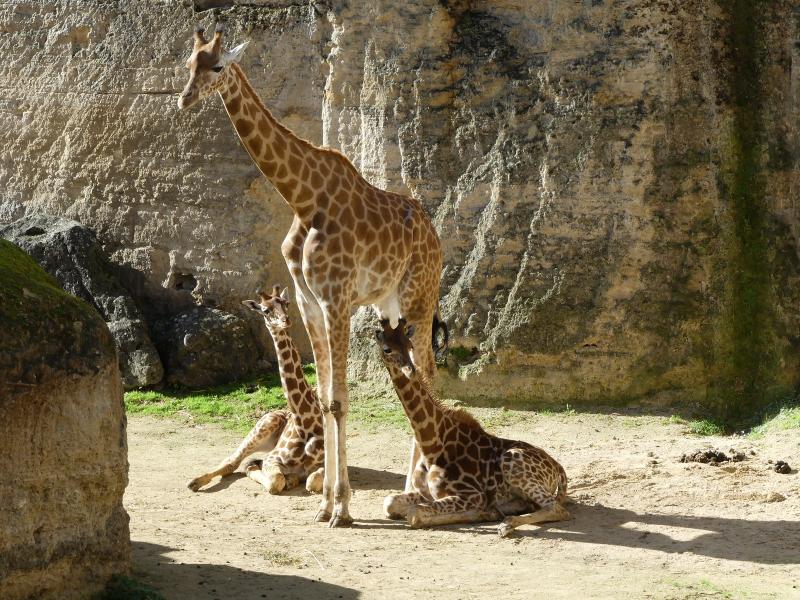 Girafe d'Afrique centrale